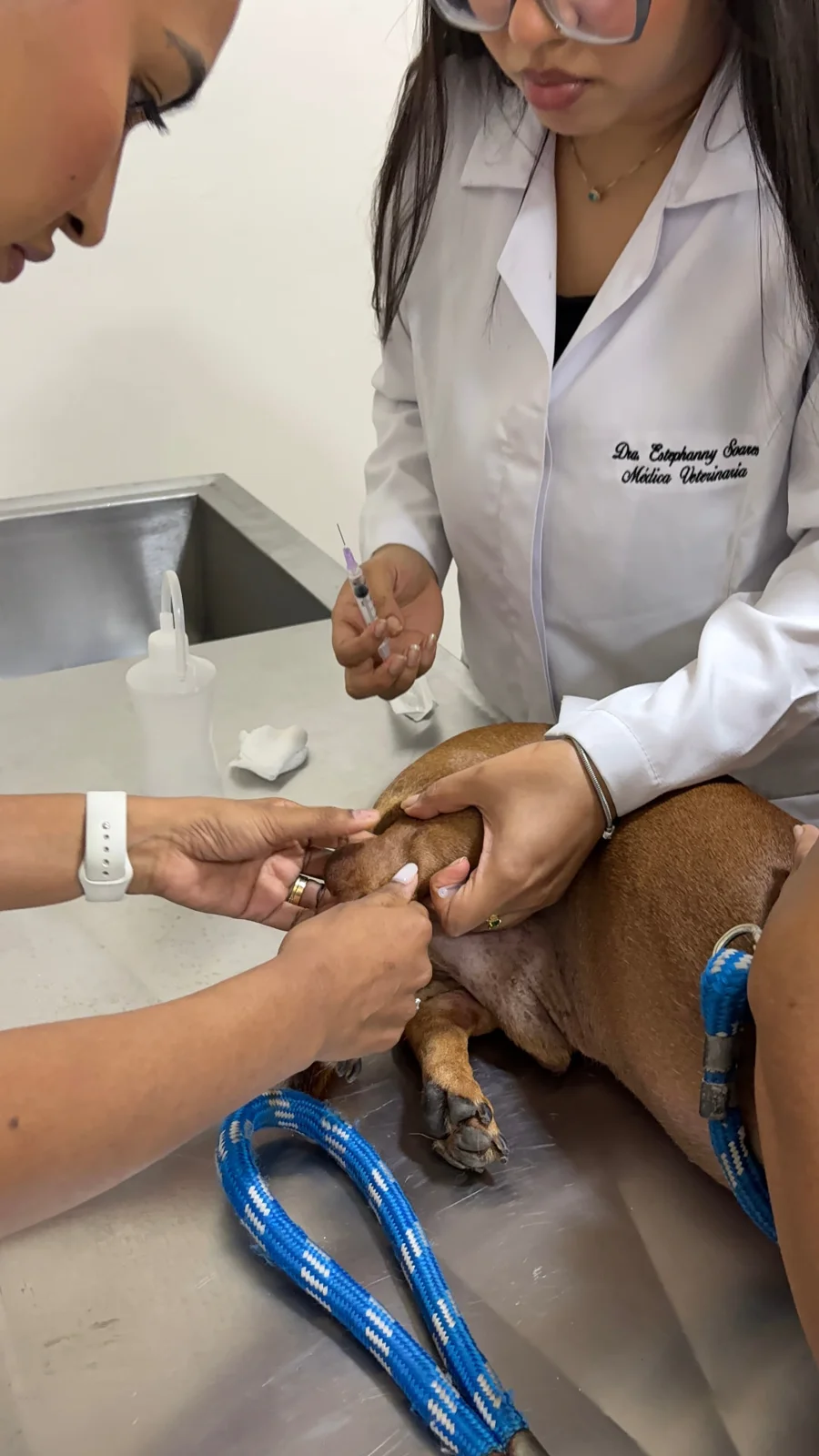 Profissionais durante atendimento de um cão na mesa do consultório